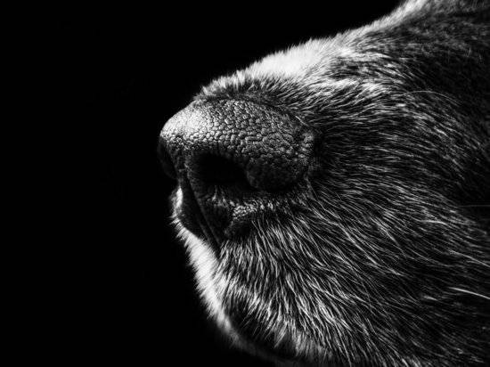 Эксперт рассказал, почему собаки чуют коронавирус лучше приборов - newtvnews.ru