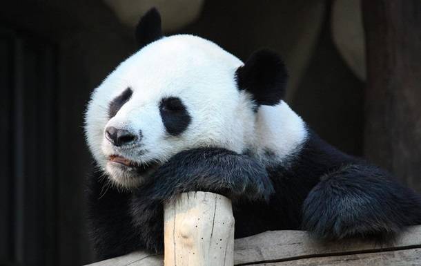 В зоопарке Гонконга панды спарились впервые за 10 лет из-за карантина - korrespondent.net - Гонконг - Гонконг - county Park - county Ocean