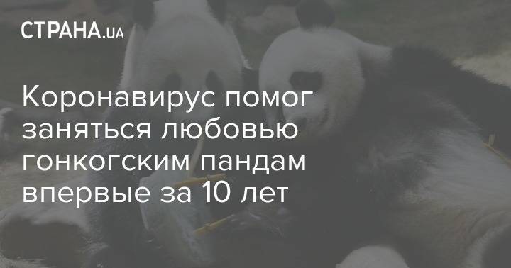 Коронавирус помог заняться любовью гонкогским пандам впервые за 10 лет - strana.ua