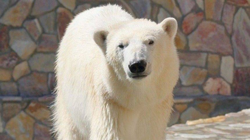 Видео: Белая медведица резвится в Ленинградском зоопарке во время самоизоляции - 5-tv.ru