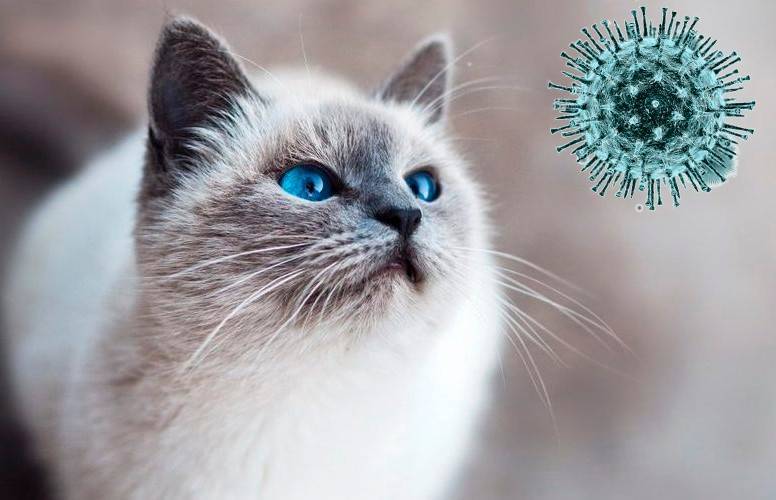 Тимур Пестерев - Назван способ, как не заразить домашних животных коронавирусом - ont.by