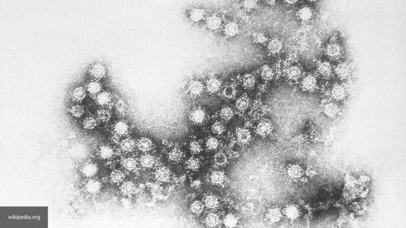 Вирусы могут влиять на метаболизм своих жертв - inforeactor.ru