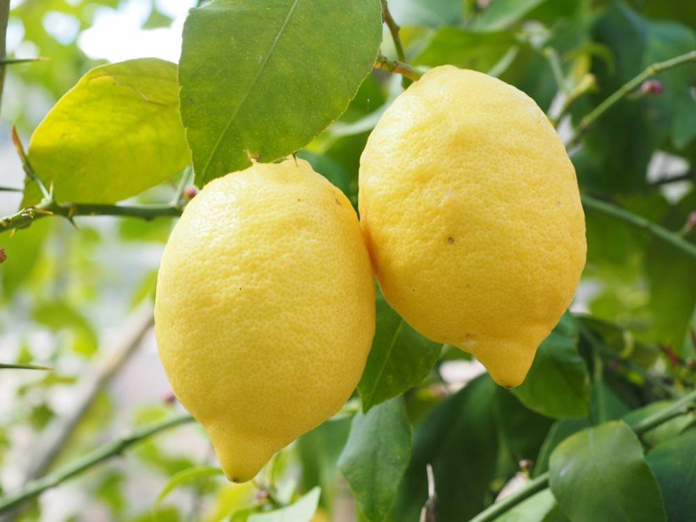 Дороже в несколько раз. Почему растут цены на лимоны и имбирь? - belsat.eu - Россия - Украина - Белоруссия