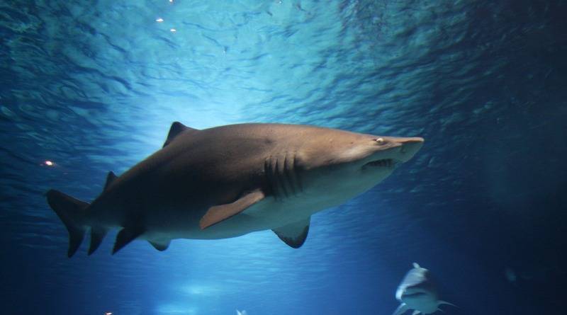 23-летнего парня на «работе мечты» растерзала акула на Барьерном рифе - usa.one