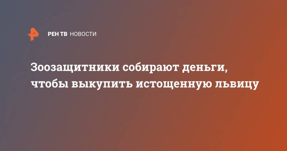 Зоозащитники собирают деньги, чтобы выкупить истощенную львицу - ren.tv - Мурманск - Сочи