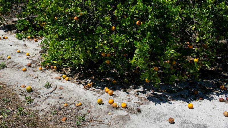 Урожай овощей и фруктов во Флориде пал жертвой коронавируса - golos-ameriki.ru - штат Флорида