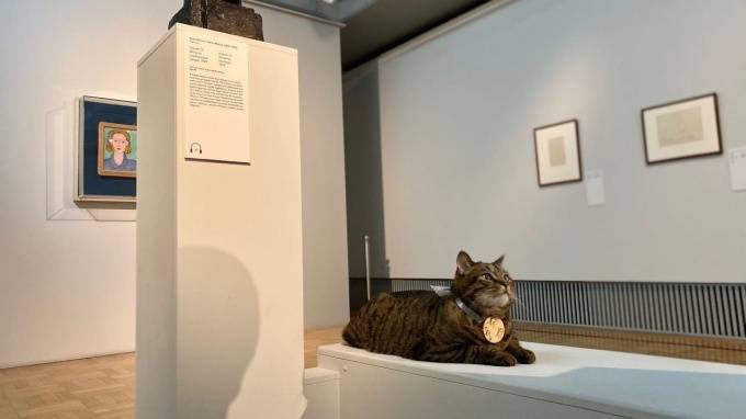 Анна Кондратьева - В Эрмитаже рассказали о самоизоляции музейных котов - piter.tv