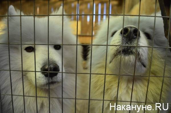 В Китае могут запретить разведение собак ради мяса - nakanune.ru - Китай