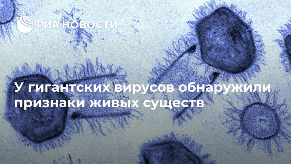 У гигантских вирусов обнаружили признаки живых существ - ria.ru - Москва - Сша