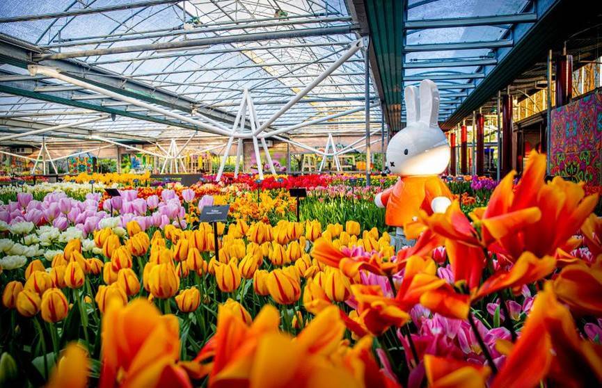 Миллионы тюльпанов можно увидеть на виртуальной экскурсии в цветочном саду Нидерландов - ont.by - Голландия - с. Впервые