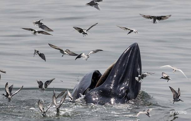 У опустевших берегов Франции появились киты - korrespondent.net - Франция