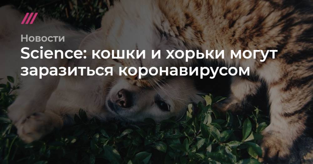 Science: кошки и хорьки могут заразиться коронавирусом - tvrain.ru