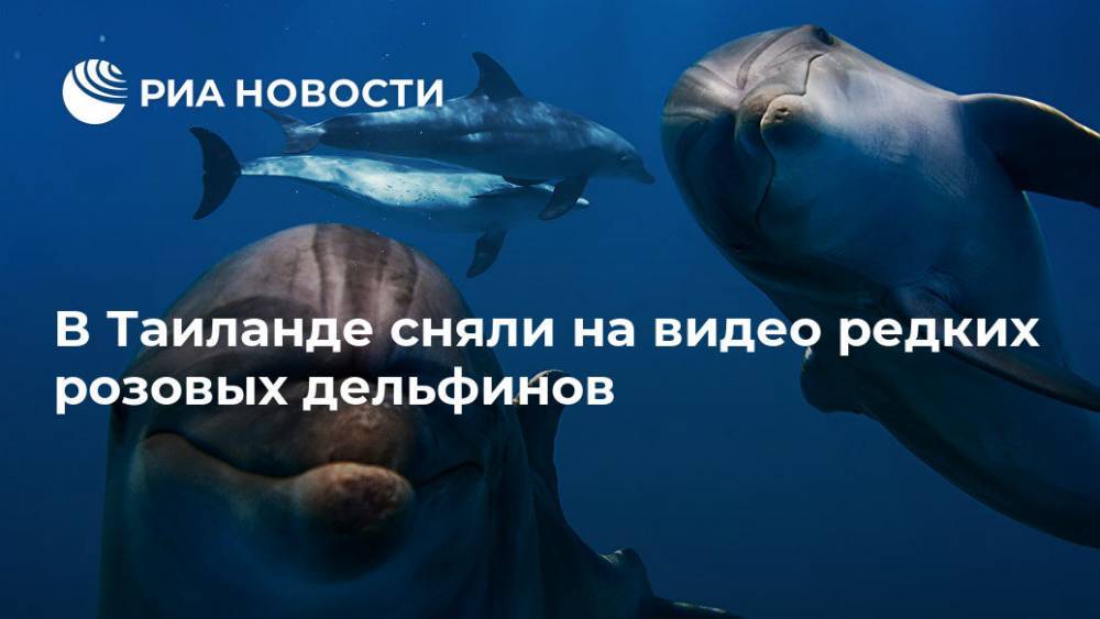 В Таиланде сняли на видео редких розовых дельфинов - ria.ru - Москва - Китай - Таиланд - Гонконг