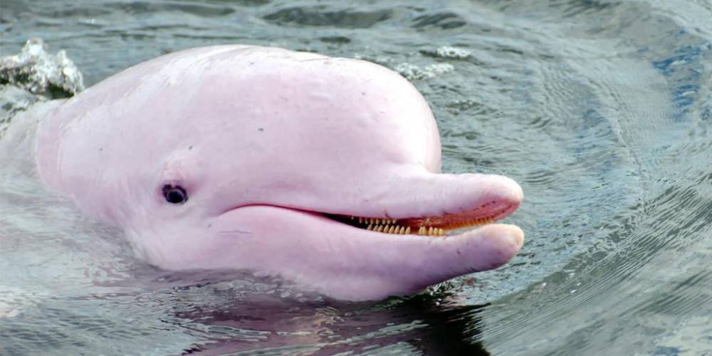 Рыбаки сняли встречу с розовыми дельфинами - ruposters.ru - Китай - Таиланд