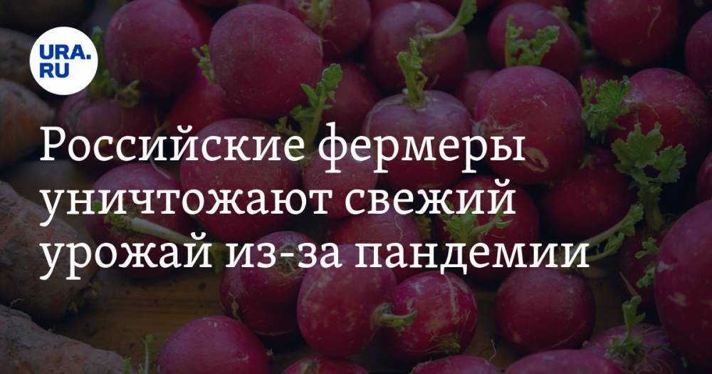 Российские фермеры уничтожают свежий урожай из-за пандемии - ura.news - Краснодарский край