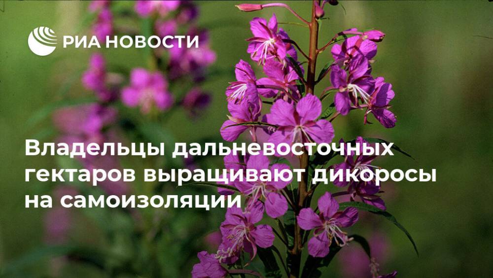 Владельцы дальневосточных гектаров выращивают дикоросы на самоизоляции - ria.ru - Москва - Приморье край
