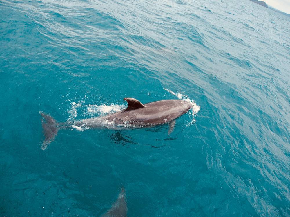 В Кирилловке в море заметили дельфина (ВИДЕО) - inform.zp.ua - Украина