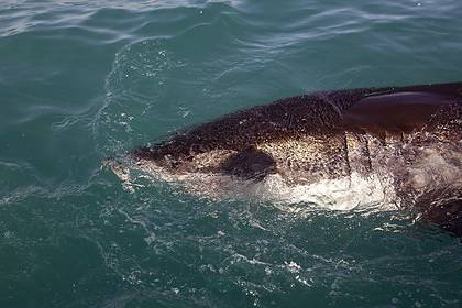 Акула растерзала серфера на закрытом из-за коронавируса пляже - lenta.ru - штат Калифорния