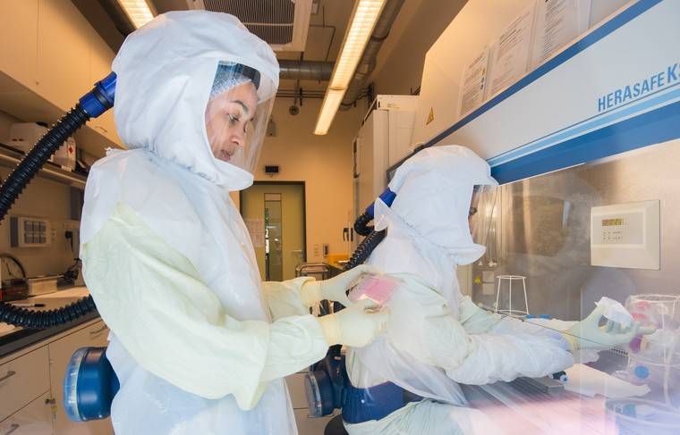 Учёные создали поражающие коронавирус антитела - news.ru