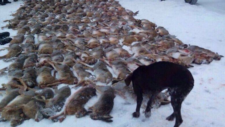 Под шумок пандемии: в России готовится фактическая легализация браконьерства - newizv.ru - Россия