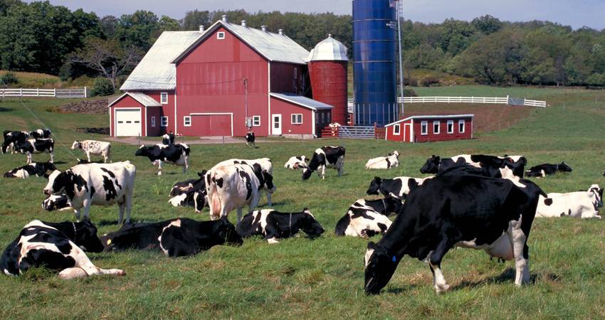 Молочным фермерам Англии компенсируют до 70 % потерянного дохода - produkt.by - Англия