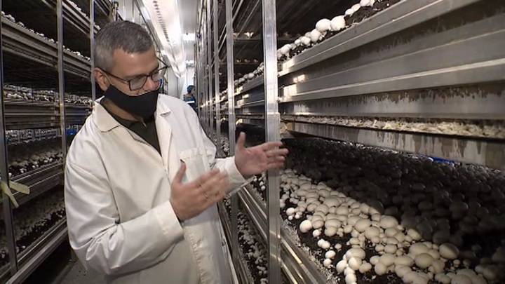 Концепция развития: Пензенская область инвестирует в грибы и животноводство - vesti.ru - Пензенская обл.