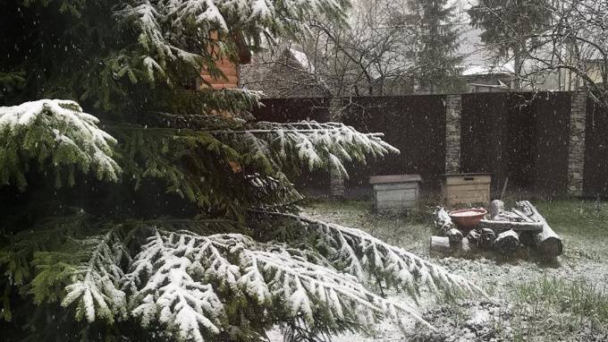 Во вторник в Петербурге выпал мокрый снег - piter.tv - Санкт-Петербург - Ленобласть обл.