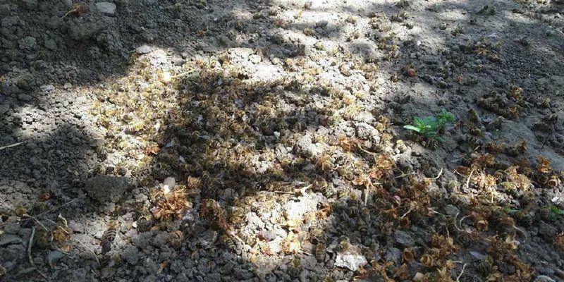 В Веселовском района после обработки полей химикатами погибли тысячи пчел (ФОТО) - inform.zp.ua