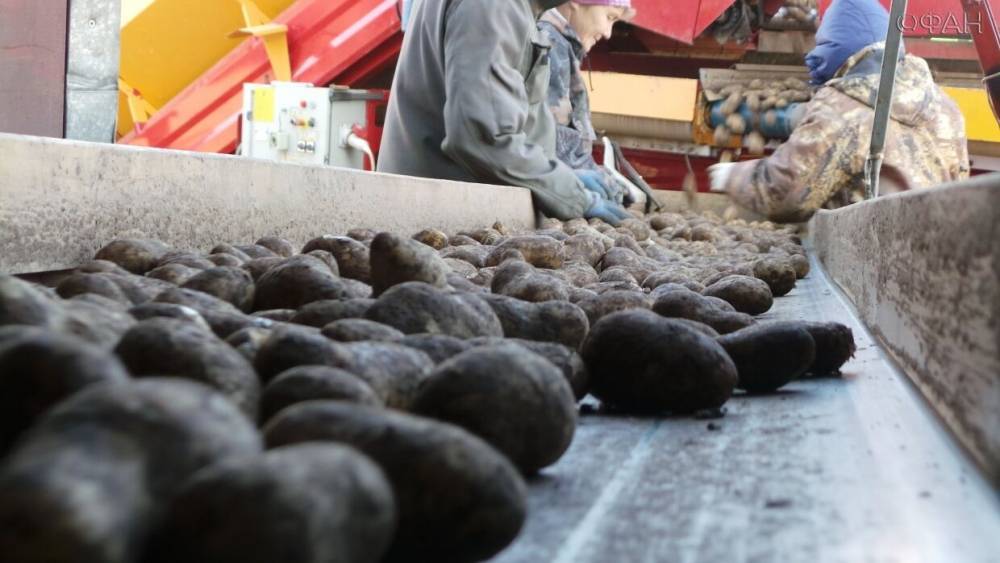 Евгений Голышкин - На Украине назвали «плевком в народ» покупку у ЕС предназначенного к утилизации картофеля - riafan.ru - Украина - Голландия