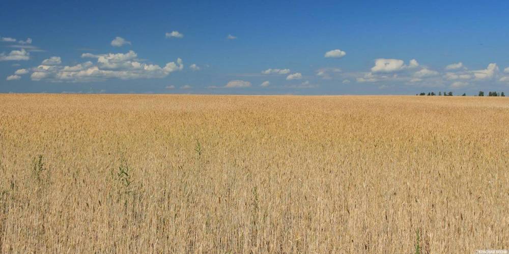 Минсельхоз США спрогнозировал России один из крупнейших урожаев пшеницы - ruposters.ru - Россия - Сша