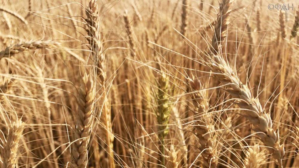США предсказали России рекордный урожай пшеницы - riafan.ru - Россия - Сша - Вашингтон