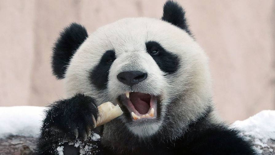 Канадский зоопарк вернет панд в Китай из-за нехватки бамбука в связи с пандемией - gazeta.ru - Китай - Канада - Калгари