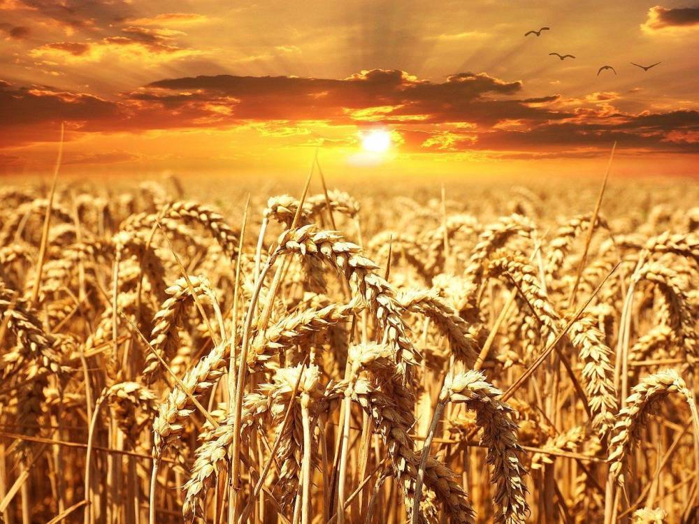Денис Шмыгаль - "Есть шестимесячный запас". Шмыгаль прокомментировал экспорт зерна из Украины - gordonua.com - Украина