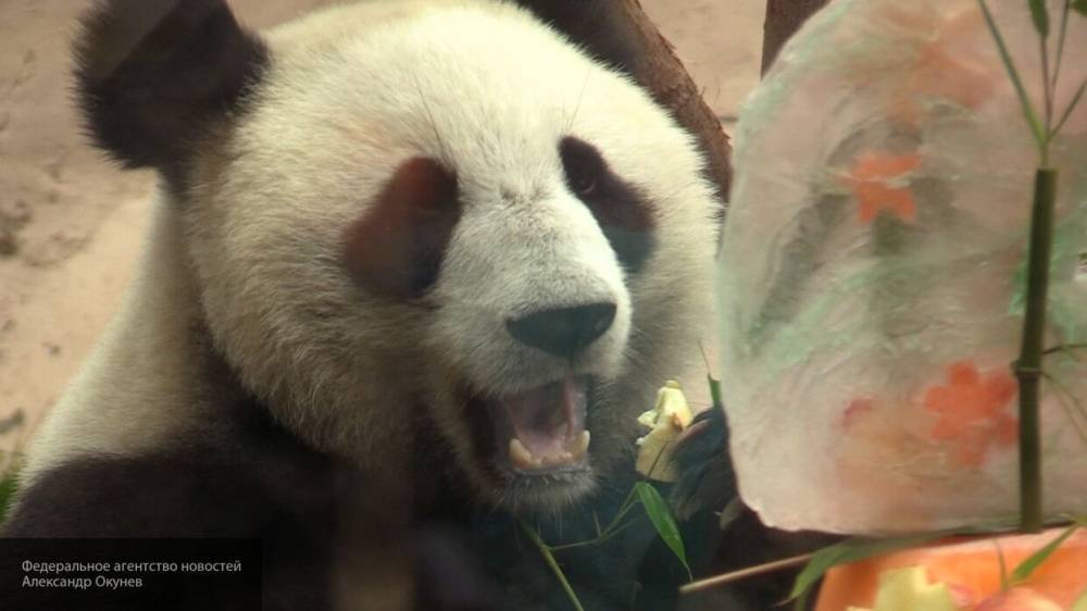 Китайских панд вернут из канадского зоопарка из-за нехватки бамбука - inforeactor.ru - Россия - Санкт-Петербург - Китай - Канада