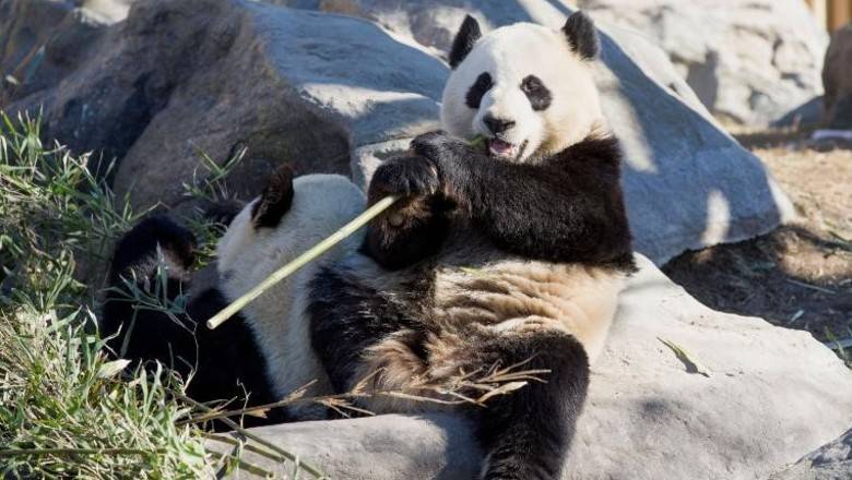 Канадский зоопарк вернет Китаю двух панд, из-за коронавируса их нечем кормить - newizv.ru - Китай