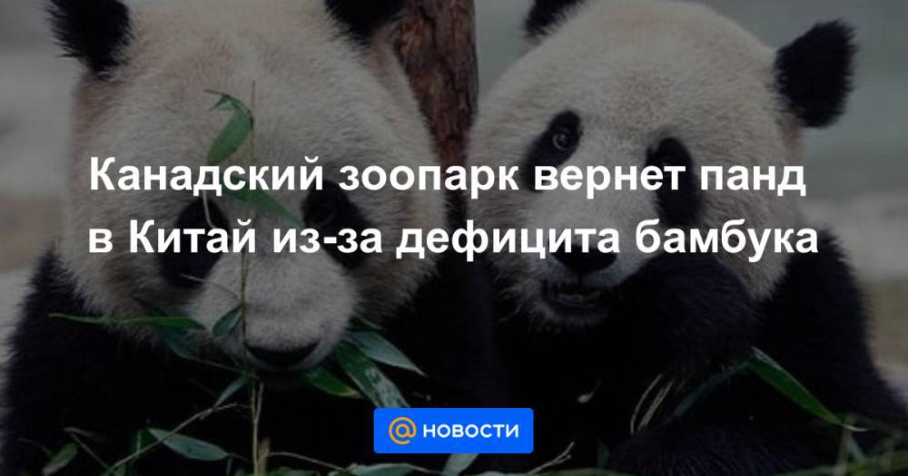 Канадский зоопарк вернет панд в Китай из-за дефицита бамбука - news.mail.ru - Китай - Канада