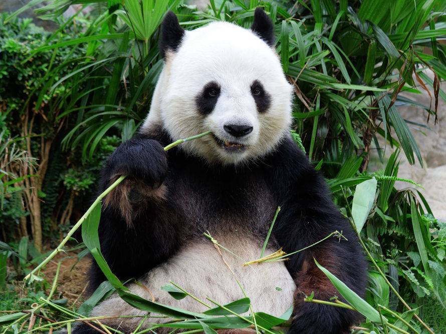 Закончился бамбук из-за пандемии. В Канаде зоопарк вынужден вернуть Китаю панд - gordonua.com - Китай - Канада
