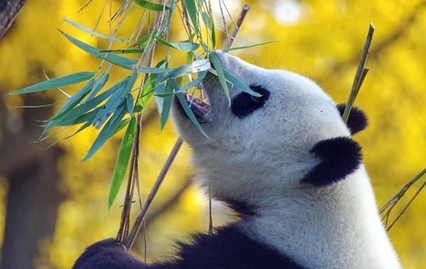 Канадский зоопарк вернет панд в Китай из-за нехватки бамбука - korrespondent.net - Китай - Канада - Калгари