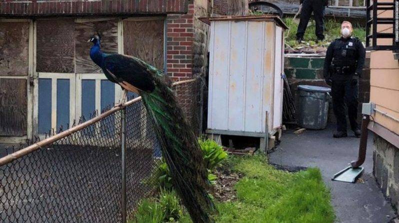 Офицер воспроизвел брачный крик павлина, приманивая сбежавшую из зоопарка птицу - usa.one - Сша - Бостон