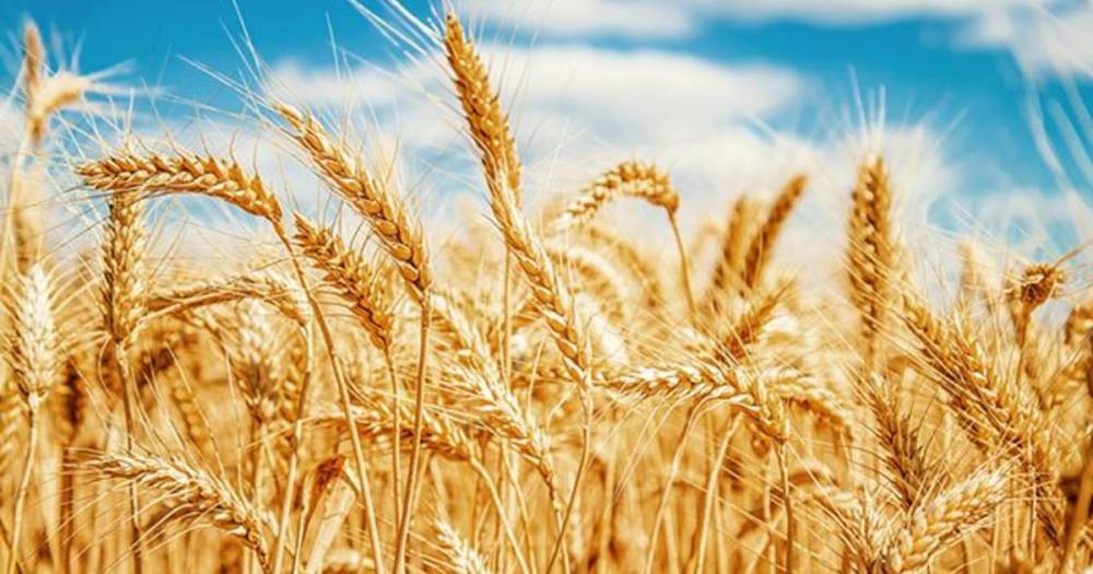 Всемирный банк предсказал дефицит зерна в бедных странах из-за COVID - ren.tv - Россия - Вьетнам