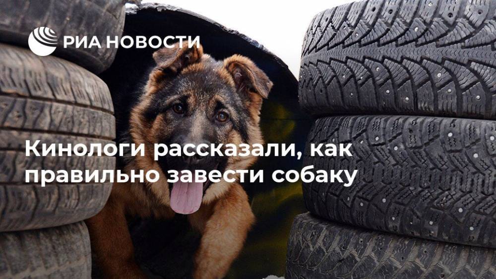 Кинологи рассказали, как правильно завести собаку - ria.ru - Россия - Москва