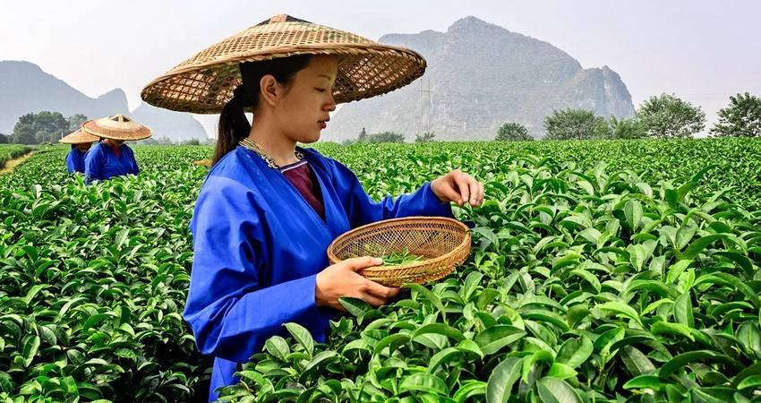 Из всех секторов экономики КНР лучше всех дела у сельского хозяйства - produkt.by - Китай
