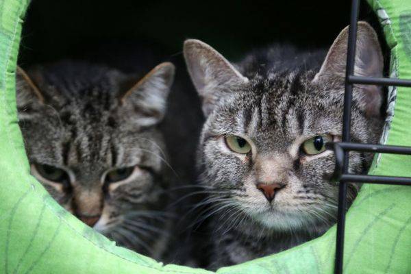 Кошки могут заражать друг друга Covid-19, даже если у них нет симптомов - eadaily.com