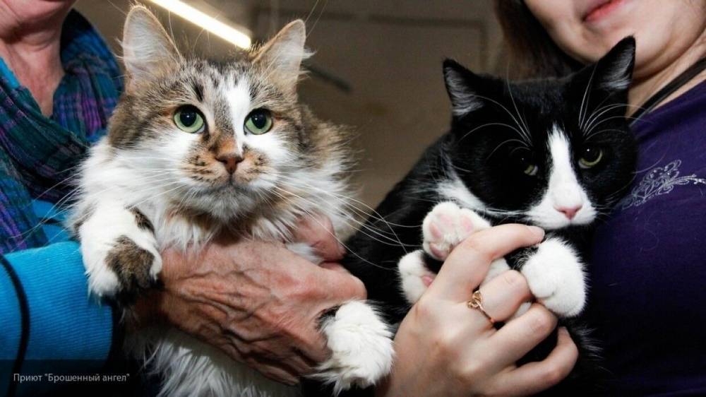 Кошки могут заражать друг друга коронавирусом - inforeactor.ru