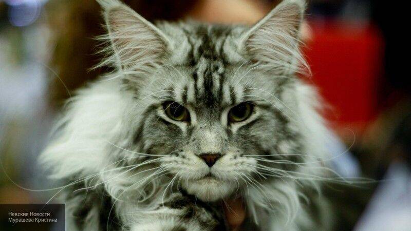 Ученые рассказали об угрозе от кошек с бессимптомным коронавирусом - nation-news.ru