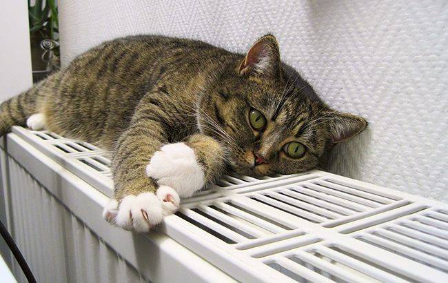 В США сообщили о способности кошек заражать друг друга коронавирусом - rbc.ua - Сша