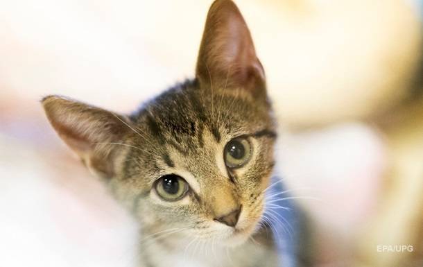 Коты могут заражать людей коронавирусом - ученые - korrespondent.net - Токио