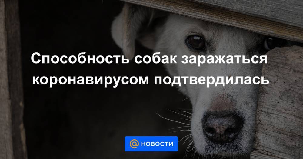Способность собак заражаться коронавирусом подтвердилась - news.mail.ru - Гонконг
