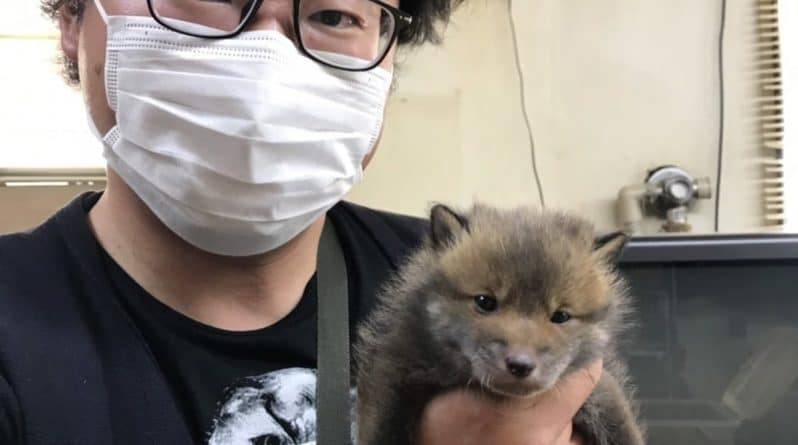 Мужчина обратился к соцсетям в поисках владельцев потерявшегося «щенка», но выяснил, что спас дикого зверя - usa.one - Япония