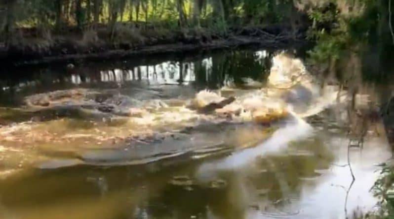 Американец снял на видео «дуэль» 2 массивных аллигаторов в заповеднике Флориды - usa.one - Сша - штат Флорида